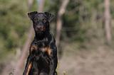 JAGDTERRIER ALLEMAND 097